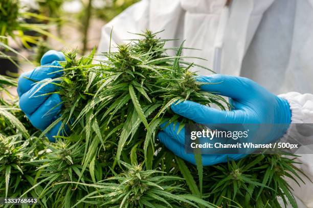 midsection of scientist examining cannabis plants in laboratory - hanfpflanze stock-fotos und bilder