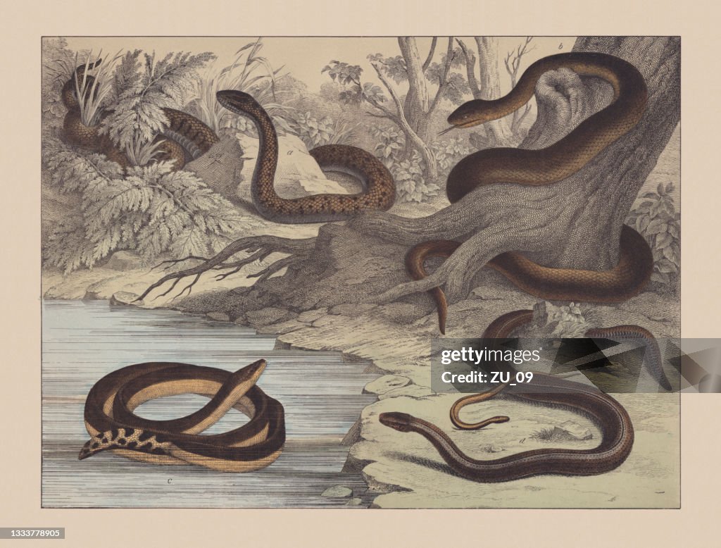 Schlangen (Ophidia) und Eidechsen (Squamata), handkolorierte Chromolithographie, veröffentlicht 1882