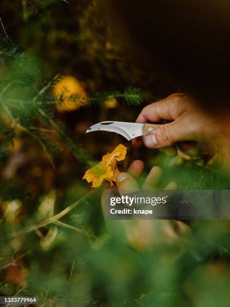 man picking mushrooms chanterelle in the woods autumn in forest - cantharellus cibarius stock pictures, royalty-free photos & images