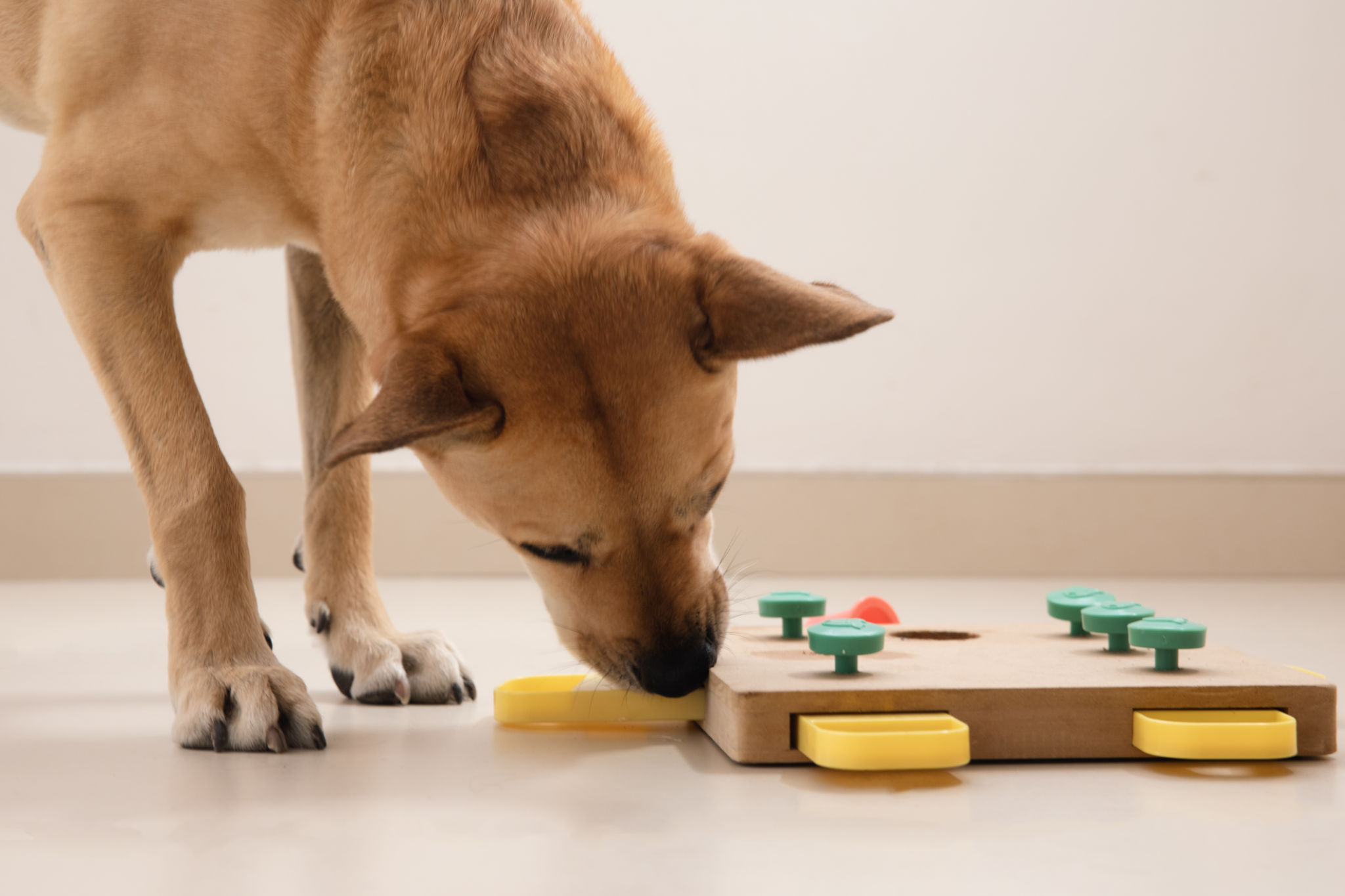 dog playing toy
