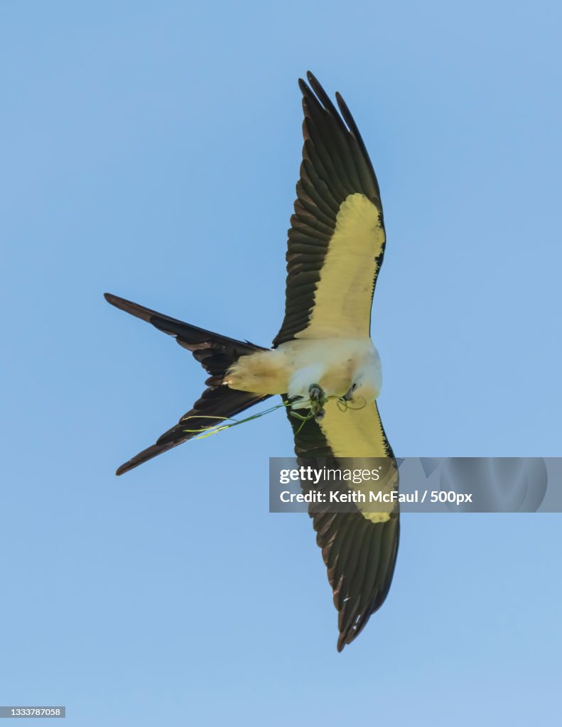 Low angle view of bird flying against clear blue sky,Arkansas,United States,USA
