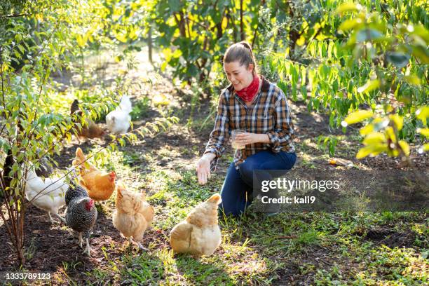 femme à la ferme nourrissant un troupeau de poulets en liberté - rancher photos et images de collection
