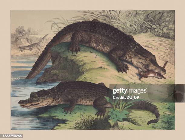 crocodilian reptiles, hand-colored chromolithograph, published in 1882 - mississippi river wildlife stock illustrations