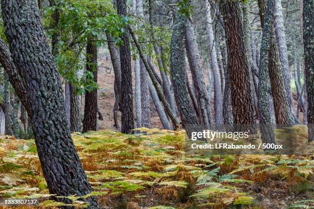 trees growing in forest,tabuyo del monte,spain - helecho stock pictures, royalty-free photos & images