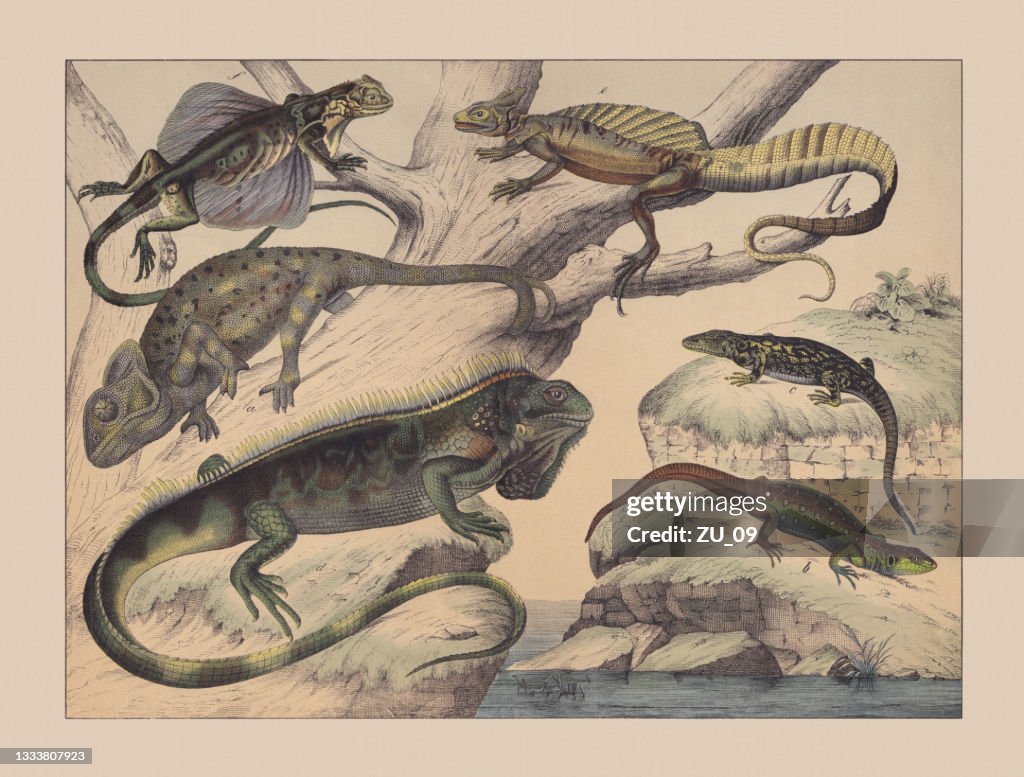 Chameleon (Chamaeleonida), hand-colored chromolithograph, published in 1882
