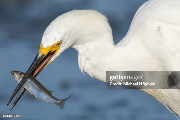 egret with lunch - snowy egret stockfoto's en -beelden