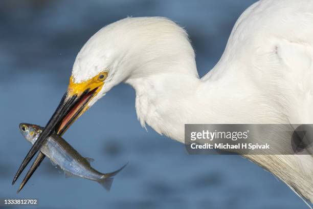 egret with lunch - snowy egret stock pictures, royalty-free photos & images
