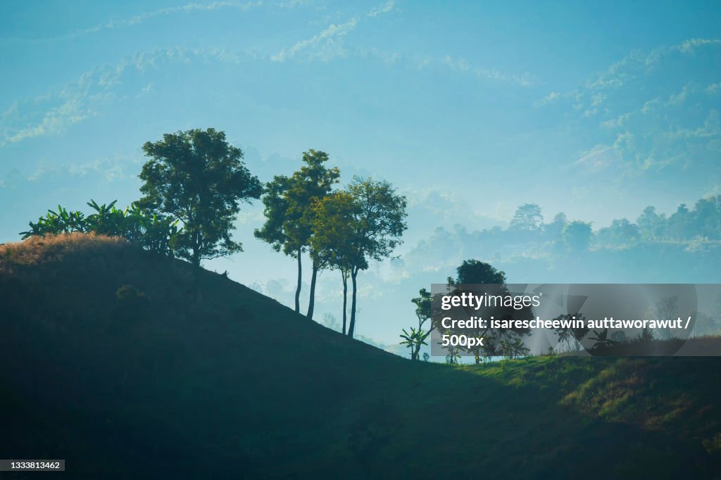 Low angle view of trees against sky