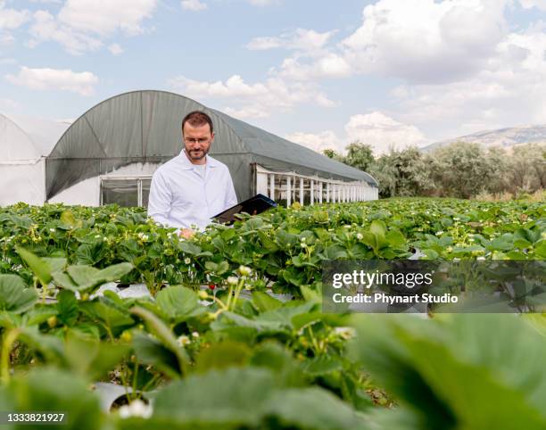 modernes gewächshaus für den anbau von erdbeeren mit bewässerungssystem. industrieller maßstab von anbaupflanzen.  hydroponische vertikale farm - nahrungsmittelindustrie stock-fotos und bilder