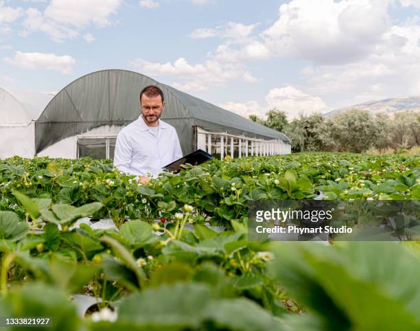 modern greenhouse for growing strawberry with irrigation system. industrial scale of growing plants.  hydroponic vertical farm - eco system stockfoto's en -beelden
