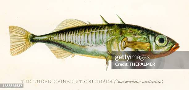 the three spined stickleback fish antique illustration 1894 - stickleback fish stock illustrations