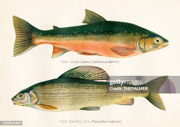 the char and grayling fish antique illustration 1894 - fish stock illustrations