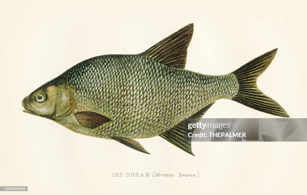 The bream fish antique illustration 1894