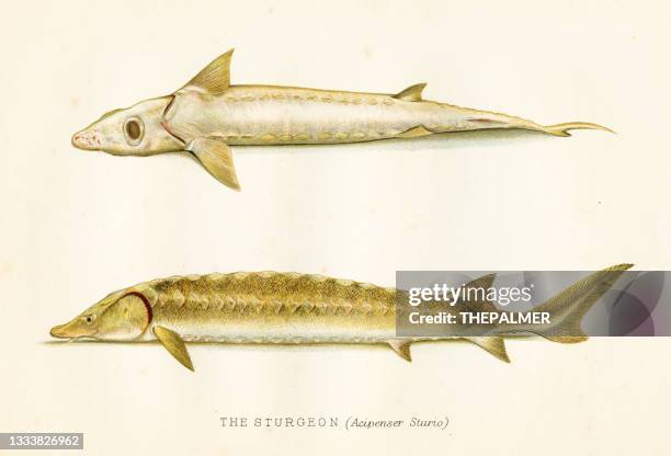 the sturgeon fish antique illustration 1894 - sturgeon stock illustrations