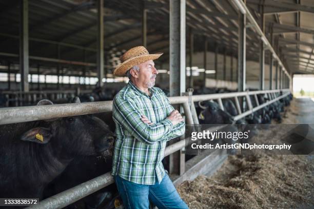 portrait of senior farmer in buffalo farm - buffalo plaid stockfoto's en -beelden