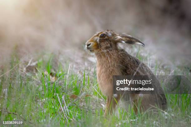 großer hase draußen auf dem feld - tiere bei der jagd stock-fotos und bilder