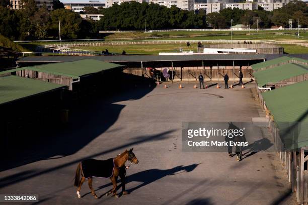 Verry Elleegant and Hungry Heart are walked before a trackwork session at Royal Randwick Racecourse on August 13, 2021 in Sydney, Australia.