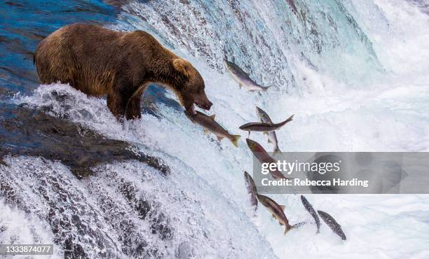 bear catching salmon as they jump at brooks falls, katmai national park and preserve, alaska - parco nazionale di katmai foto e immagini stock