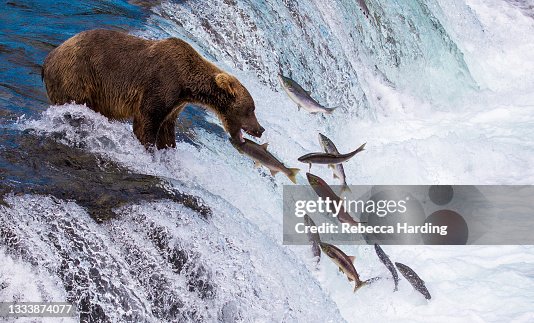 Bear Catching Salmon as they jump at Brooks Falls, Katmai National Park and Preserve, Alaska Bear Catching Salmon as they jump at Brooks Falls, Katmai National Park and Preserve, Alaska