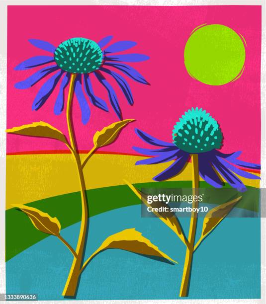 echinacea flowers - echinacea stock illustrations
