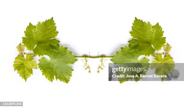 close up of grape leaves in spring on a white background. - vineyard leafs stockfoto's en -beelden