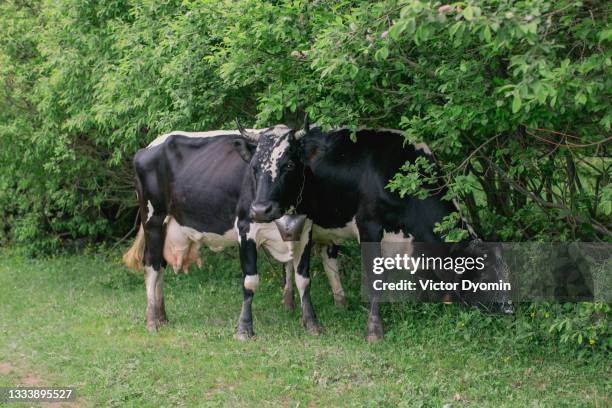two black and white cows under the trees - feldweg grüne wiese kühe stock-fotos und bilder