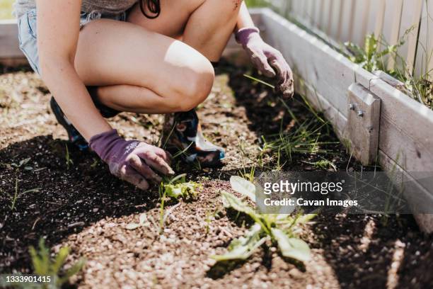 woman clears garden bed in backyard on a sunny summer day - strappare le erbacce foto e immagini stock