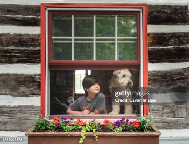 boy and dog looking out open window of log cabin on summer day. - soft coated wheaten terrier bildbanksfoton och bilder