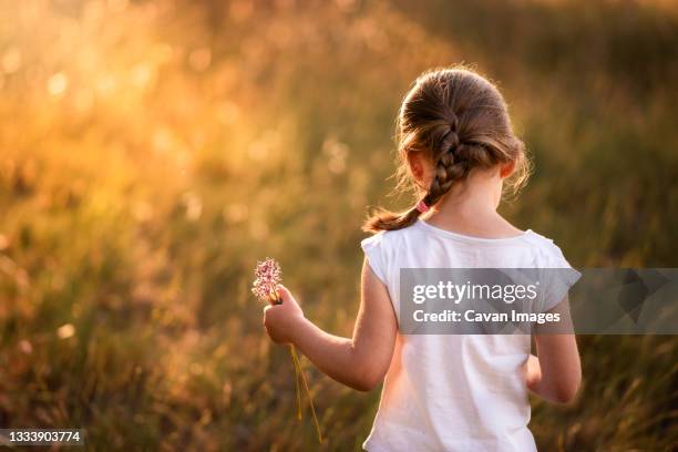 girl picks pink flowers in evening golden backlight in summer - natte photos et images de collection