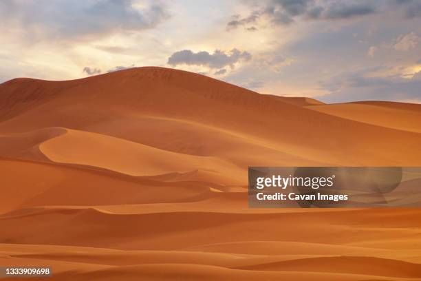 camel going through the sand dunes on sunrise, gobi desert mongolia - sahara　sunrise ストックフォトと画像