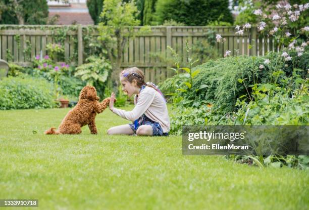 una niña y su perro - trained dog fotografías e imágenes de stock