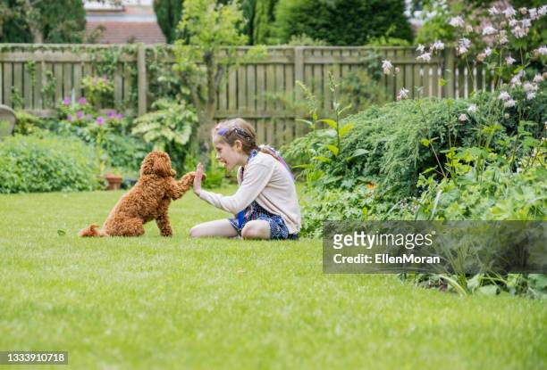 a little girl and her dog - next i moran stock pictures, royalty-free photos & images