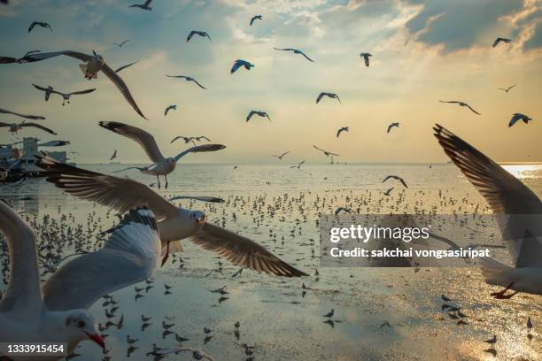 scenic view of seagulls flying above sea against sky during sunset - a flock of seagulls stock pictures, royalty-free photos & images