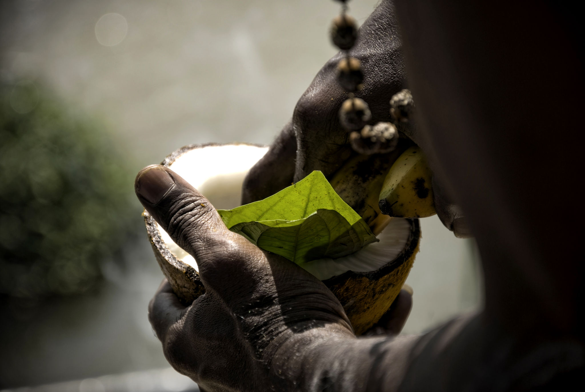 Adult’s hand holding a cut slice of coconut with betel leaves Adult’s hand holding a cut slice of coconut with betel leaves
