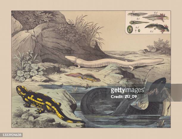 ilustraciones, imágenes clip art, dibujos animados e iconos de stock de - anfibios (caudata), cromolitografía coloreada a mano, publicada en 1882. - salamandra