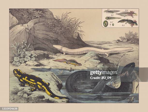 amphibians (caudata), hand-colored chromolithograph, published in 1882 - urodela stock illustrations