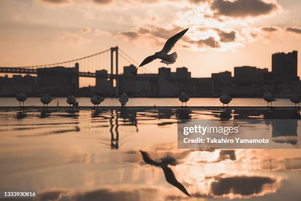 seagulls perched along the edge of water - sea water bird fotografías e imágenes de stock