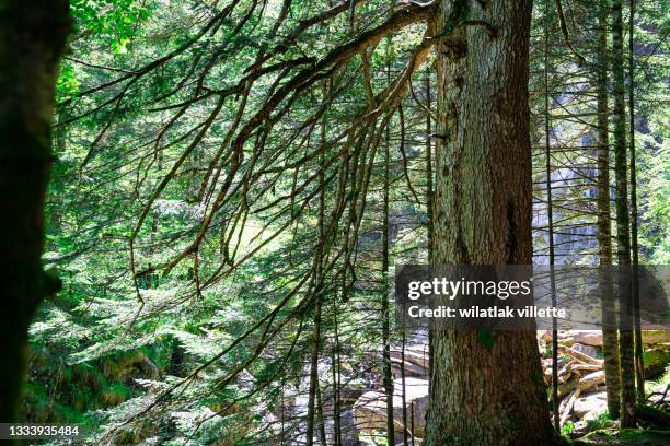 a narrow path through  forest in evening light with fog in summer.france - alpha channel stock pictures, royalty-free photos & images