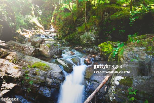scenic view of waterfall in forest in france - alpes marítimos imagens e fotografias de stock
