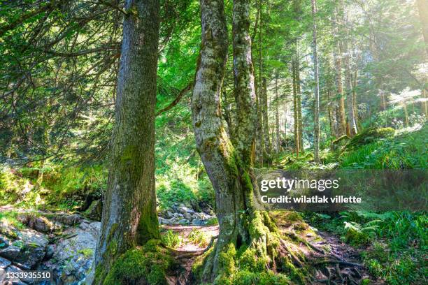 a narrow path through  forest in evening light with fog in summer.france - alpha channel stock pictures, royalty-free photos & images