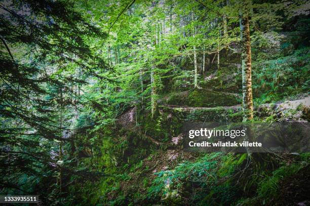 a narrow path through  forest in evening light with fog in summer.france - alpha channel stock pictures, royalty-free photos & images