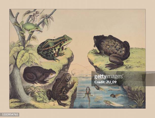 amphibians (anura), hand-colored chromolithograph, published in 1882 - blue frog stock illustrations