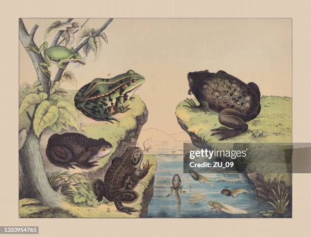 amphibians (anura), hand-colored chromolithograph, published in 1882 - hyla arborea stock illustrations