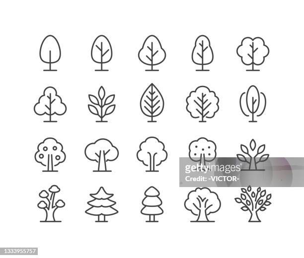 ilustraciones, imágenes clip art, dibujos animados e iconos de stock de iconos de árbol - classic line series - árbol de hoja perenne