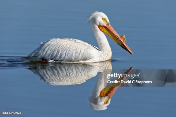 american white pelican paddles and reflects in calm, blue water - pelican bildbanksfoton och bilder