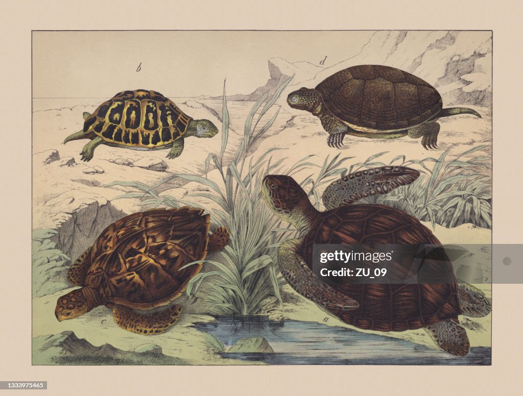 Tortugas (Testudinata), cromolitografía coloreada a mano, publicada en 1882.