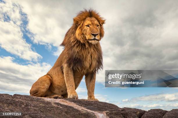 male lion (panthera leo) resting on a rock - leeuw grote kat stockfoto's en -beelden