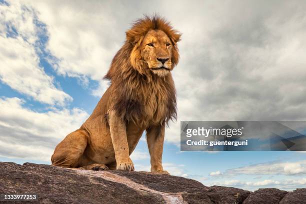male lion (panthera leo) resting on a rock - leoa imagens e fotografias de stock