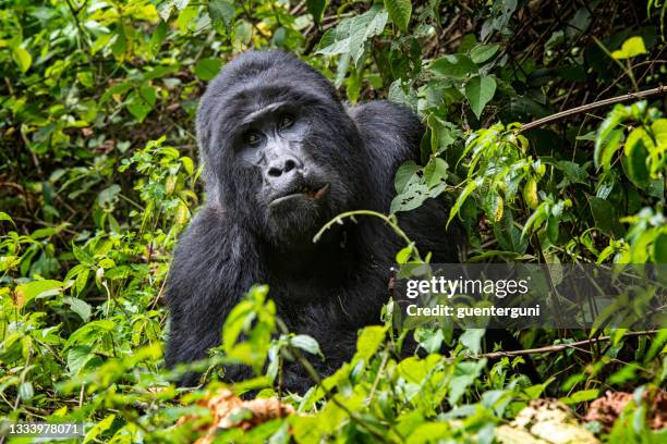 silverback mountain gorilla in bwindi, uganda - mountain gorilla stock pictures, royalty-free photos & images