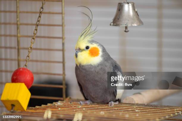 cockatiel and his toys in his birdcage - parakeet fotografías e imágenes de stock